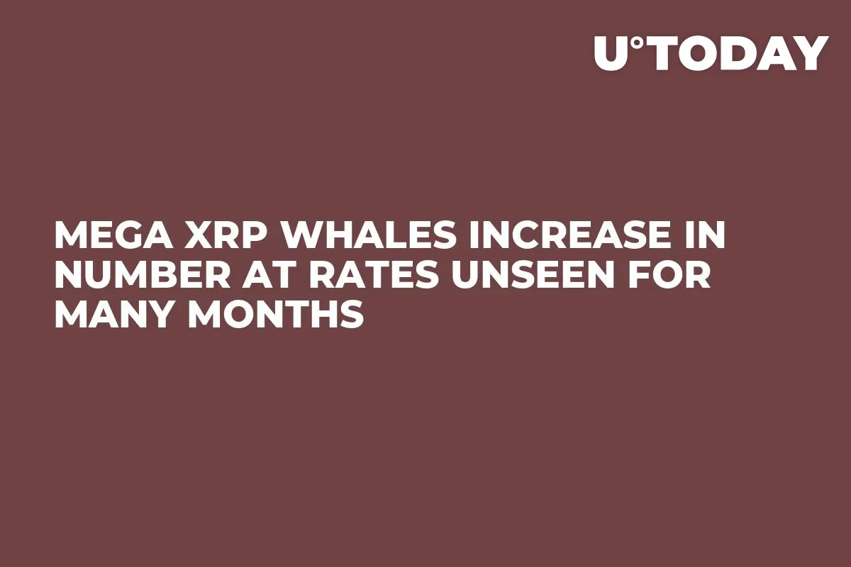 Mega XRP Whales Increase in Number at Rates Unseen for Many Months