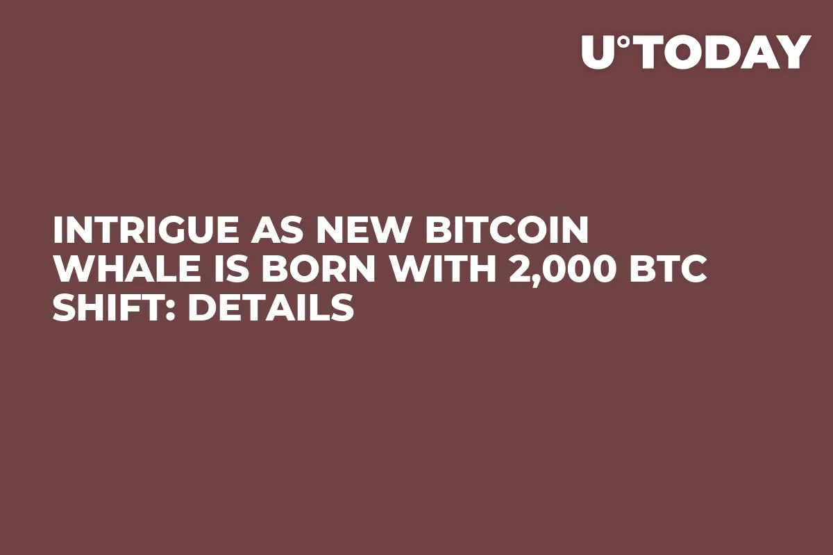 Intrigue as New Bitcoin Whale Is Born With 2,000 BTC Shift: Details