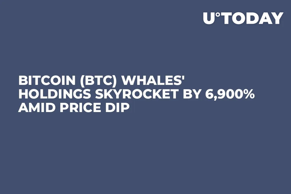 Bitcoin (BTC) Whales' Holdings Skyrocket by 6,900% Amid Price Dip