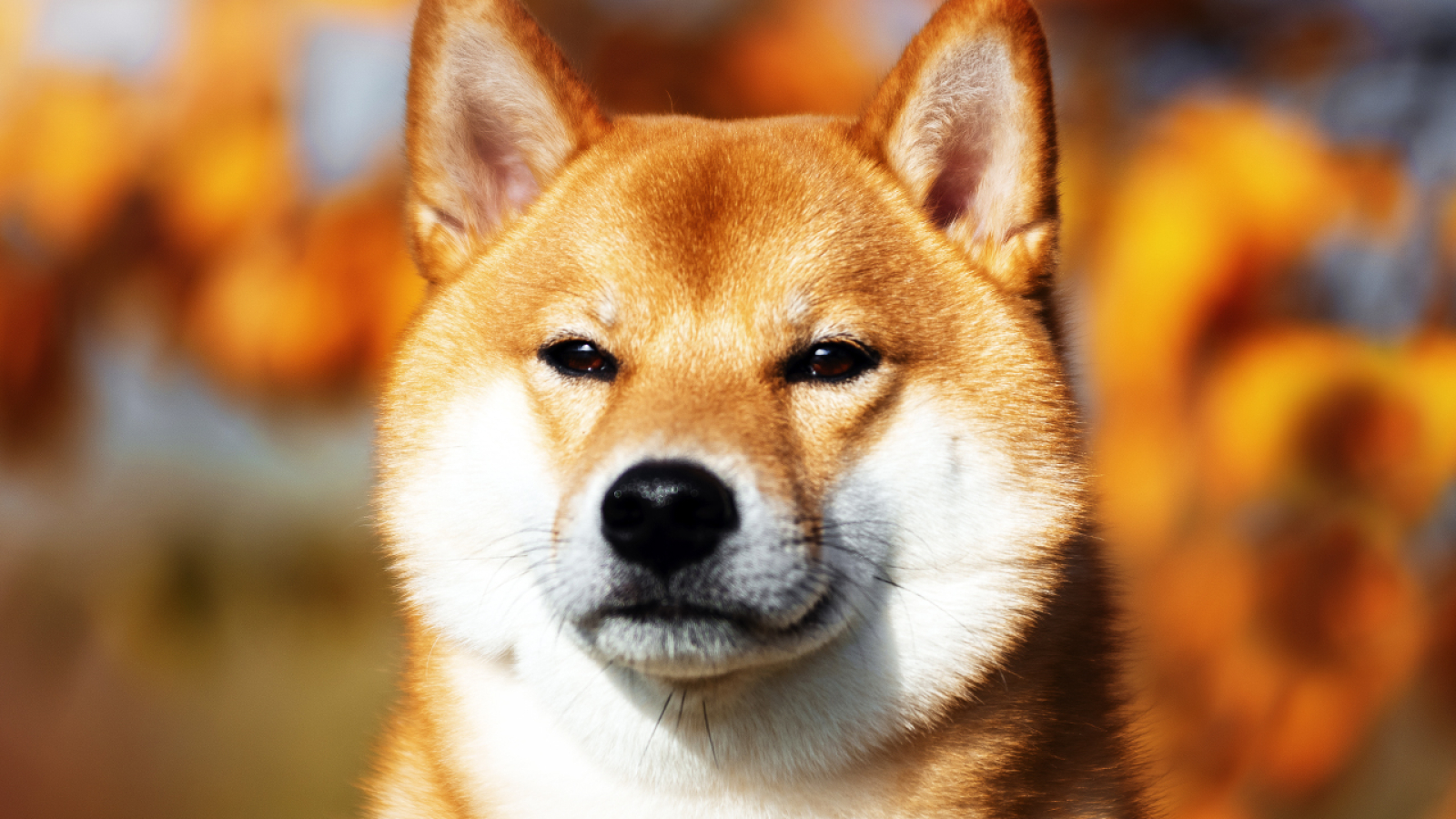 Shibarium Just Secured New Massive Milestone - U.Today