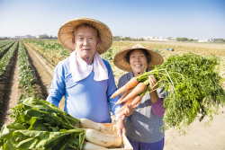 Cardano Foundation Is Not Involved in Promoting ADA to Rich Chinese Farmers: Charles Hoskinson 
