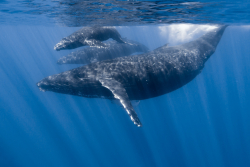 Whales Dumping Chainlink (LINK) En Masse: Data