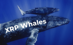 Number of XRP Whales Continues to Grow: Data