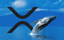 XRP Whale Population Hits All-Time High Ahead of Spark Airdrop