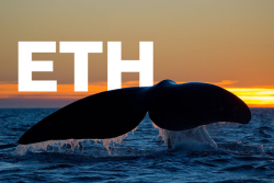 Number of ETH Whales Soars to New All-Time High This Year: Santiment