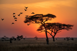 Cardano Developer IOHK Announces Major Partnership in Tanzania