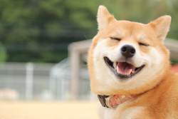 Vitalik Buterin Just Burned $6 Billion Worth of Dogecoin Rival Shiba Inu