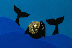 Small and Medium Bitcoin Whales Keep Holding and Accumulating Despite BTC Dropping to $35,500