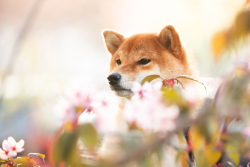Dogecoin Rival SHIB Listed on Coinbase Pro