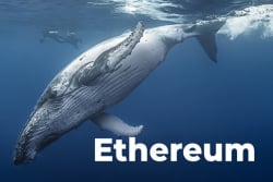 Ethereum Held by Whales Has Fallen to Its Lowest Volume since 2015: Santiment