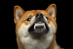 Angry Doge: Dogecoin Foundation's Lawyers Go After Copycat
