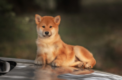Shiba Inu Now Valued Higher Than Nissan and LG Electronics as Price Hits Fresh Record Highs