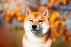 Dogecoin Rival Shiba Inu Lambasted by Michael Burry of “The Big Short”