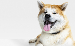 Dogecoin Cofounder Slams Doge Holders Who Try to Ruin Community from Within