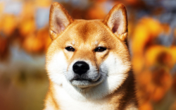 1.14 Billion Shiba Inu Burned in Single Week by These Projects: Report