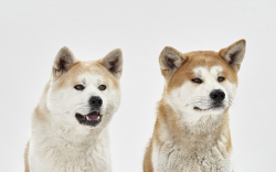 Shiba Inu Whales Increase Their Average Holdings by 28%