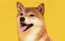 Shiba Inu Price Set for 2022 Move as 9 Businesses Join SHIB Burn Pledge