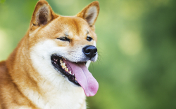 Shiba Inu Price Finally Recovers with More Altcoins Entering Green Zone