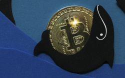 Large Bitcoin Whale Addresses Record Growth During Recent Price Dip, Here Is What It Means