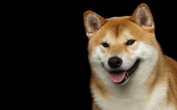 Shiba Inu Dev Teases Major NFT Partnership, What Could It Be This Time?