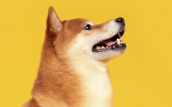 Shiba Inu Net Flow Pumps 207%, Here's What It Means