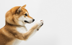 Shiba Inu Lead Dev Promises a Big Deal Incoming for SHIB Community After Welly's