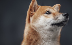 Shiba Inu Outperforms Majority of Cryptocurrency Market
