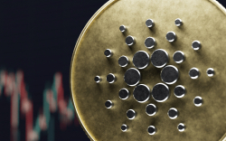 Cardano Diamond Hands: Long-Term Holders Unfazed by Sell-Off