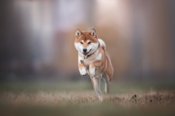 Public Testnet of Shiba Inu’s Layer 2 Solution to Launch "Very Soon"
