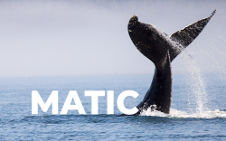 Following MATIC's 20% Price Increase, Whale Buys 659,765 Tokens