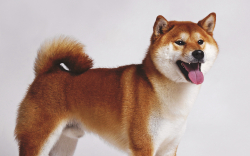Another 50 Billion SHIB Grabbed by Top ETH Whale, Shiba Inu Ranks Third Largest Held: Details