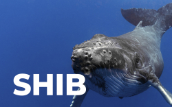 Shiba Inu Whale Grabs Billions of Tokens as SHIB Recovers