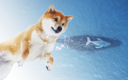 Shiba Inu Whale with 4 Trillion SHIB Increases Holdings; Here's What Was Bought
