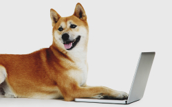 $1.4 Million in AAVE, 58 Billion SHIB Grabbed By This Whale After Buying 175 Billion Shiba Inu