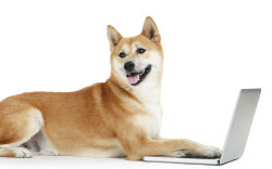 Shiba Inu's Profitability Spikes as Network Large Transactions Increase by 508%