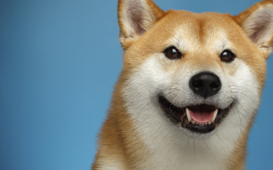 SHIB, DOGE Now Accepted by Global Real-Estate Company for Rent Payments: Details
