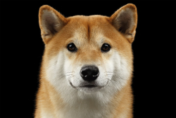 Shiba Inu Is Coming to More Bitcoin of America ATM Locations