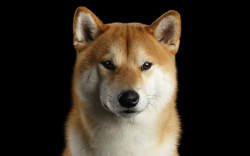 Shiba Inu Holders Increase in Number, Price Nears Historic "Buying" Zone