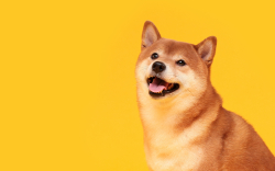 Shiba Inu Can Now Be Accepted by Thousands of Restaurants in 65 Countries via Lavu and Verifone Collaboration