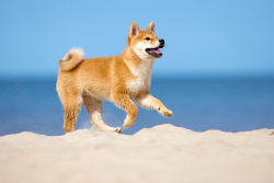 Shiba Inu Holders Can Now Enjoy Free Shipping on This E-Commerce Platform 