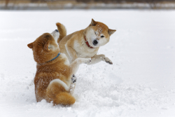 Dogecoin’s Billy Markus Blocks Fellow Co-Founder on Twitter