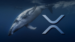 Here's How XRP Whales Have Acted for Last 2 Years as XRP Sets One-year Record Against Bitcoin