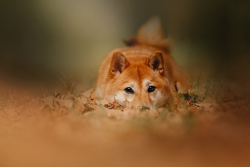Shiba Eternity Game Is Now Live Worldwide on Android and iOS