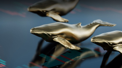 Here's One Coin That Whales Loves Most, And It Will Surprise You