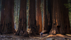 VC Giant Sequoia Remains Optimistic About Crypto