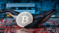 Bitcoin Divide: Whales Accumulate While Little Fish Swim Away