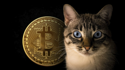 $1 Million Bitcoin Bet Winner to Fund Cat House