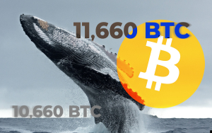 Bitcoin Whale Receives 11,660 BTC and Sends 10,660 BTC to Anonymous Wallet