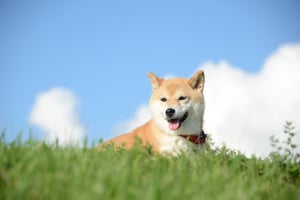 Elon Musk Sends Dogecoin Offshoot Soaring with Photo of His Dog