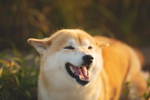 Dogecoin Rival Shiba Inu Starts Trading on Coinbase